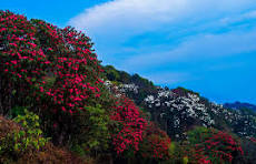 Darjeeling