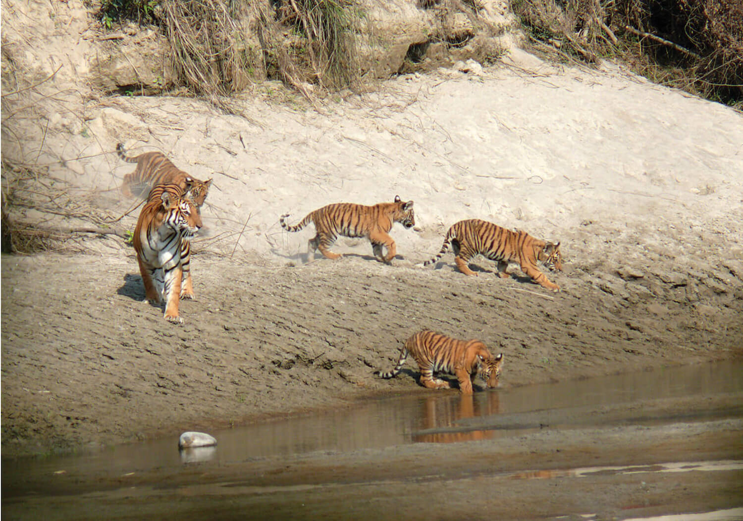 Chitwan-Safari-1730108437.jpeg