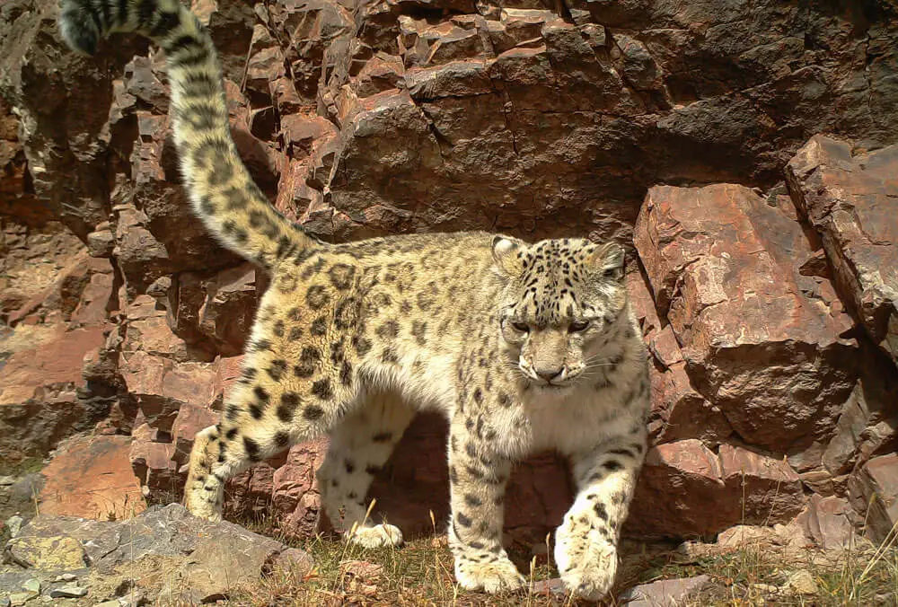 Snow-Leopard-2-1730894826.webp